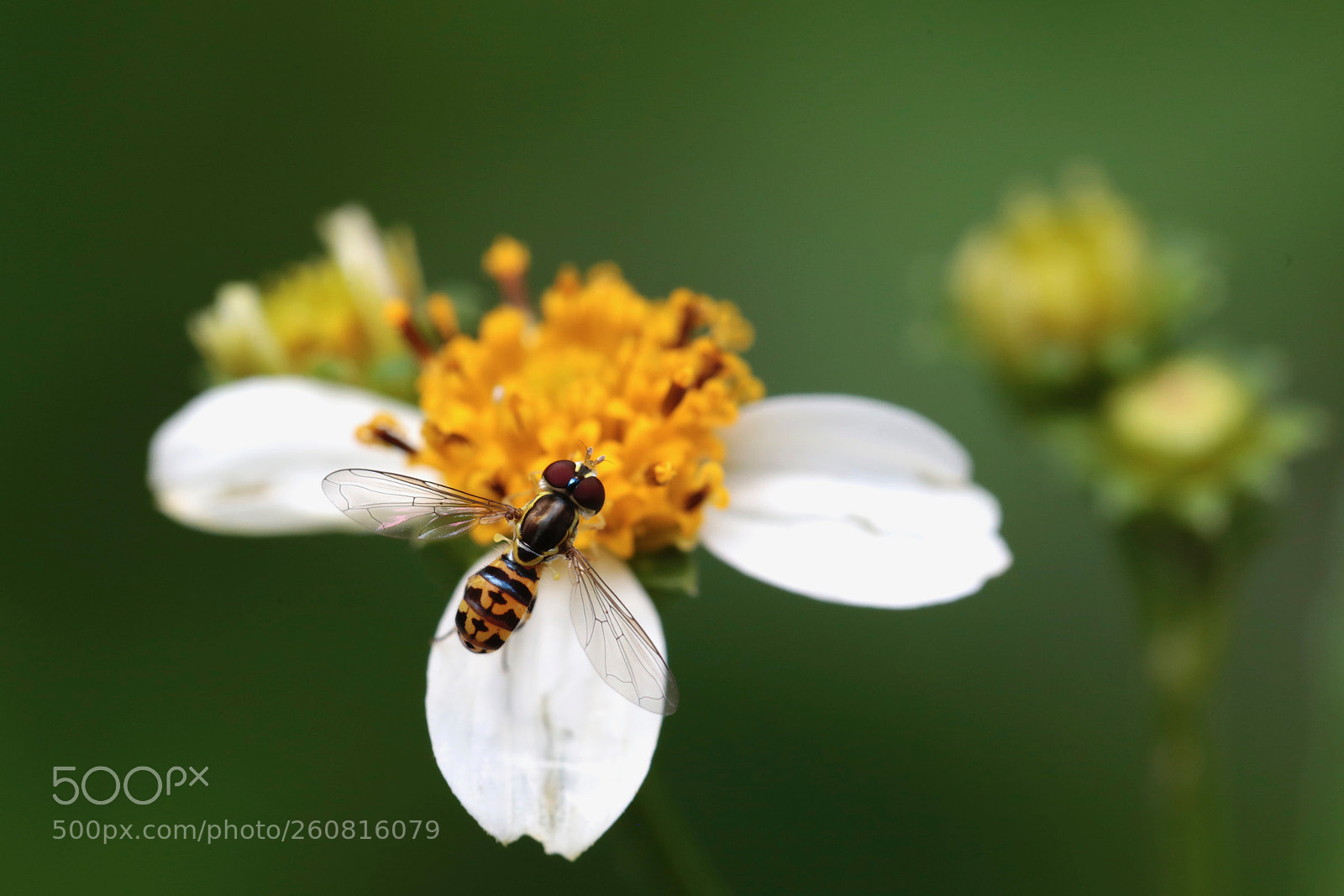 Canon EOS 6D sample photo. A hoverfly in the photography