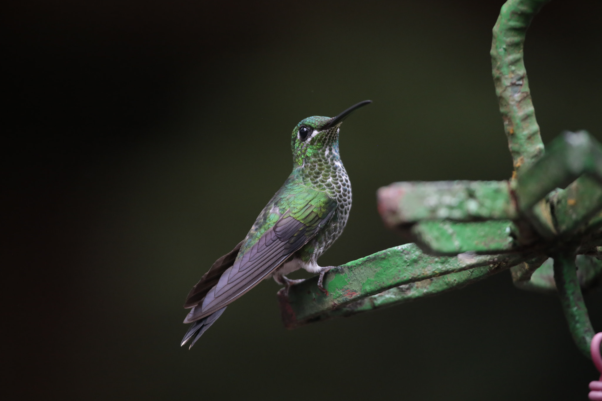 Canon EOS 6D + Canon EF 100-400mm F4.5-5.6L IS USM sample photo. Female green-crowned brilliant hummingbird photography