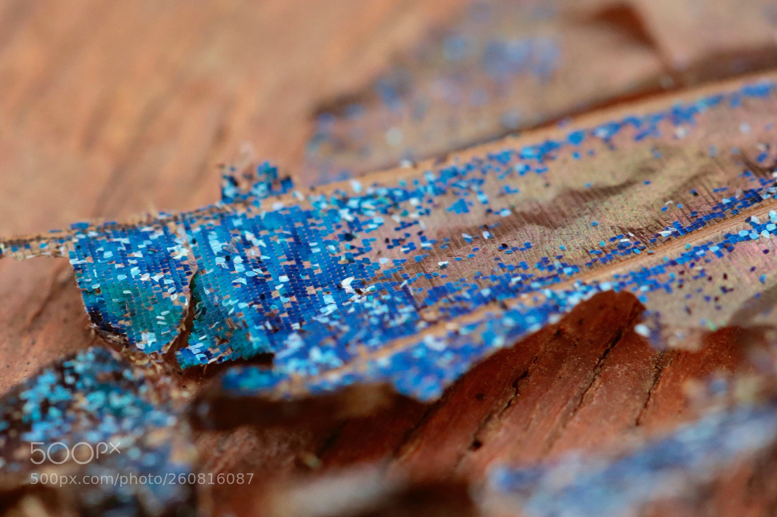 Canon EOS 6D sample photo. Butterfly wing (macro) photography