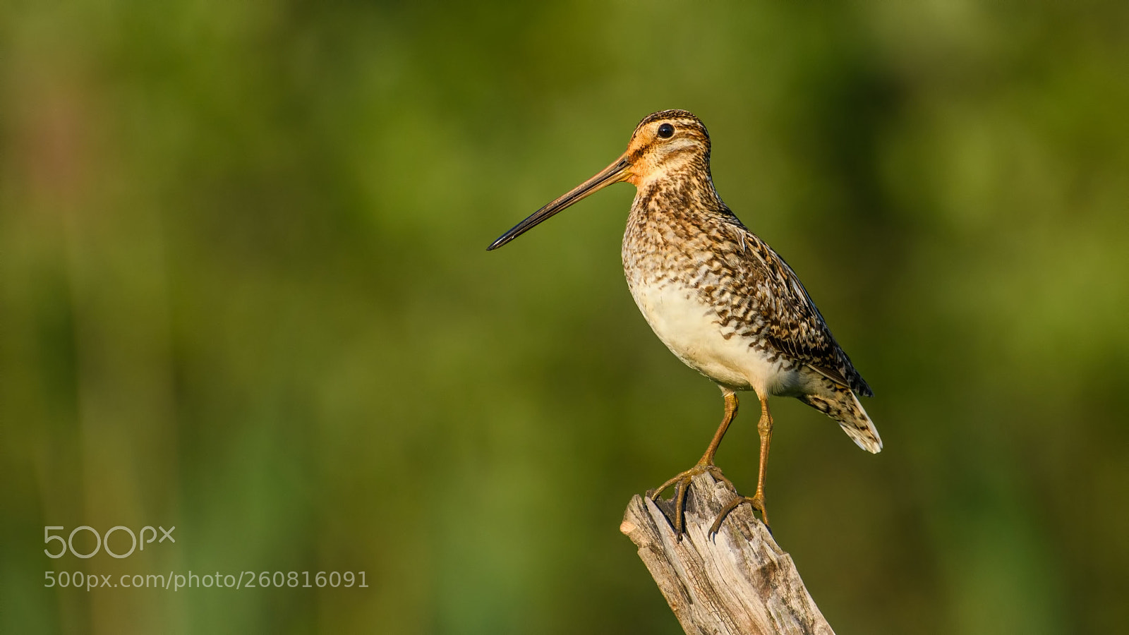 Nikon D500 sample photo. Common snipe photography