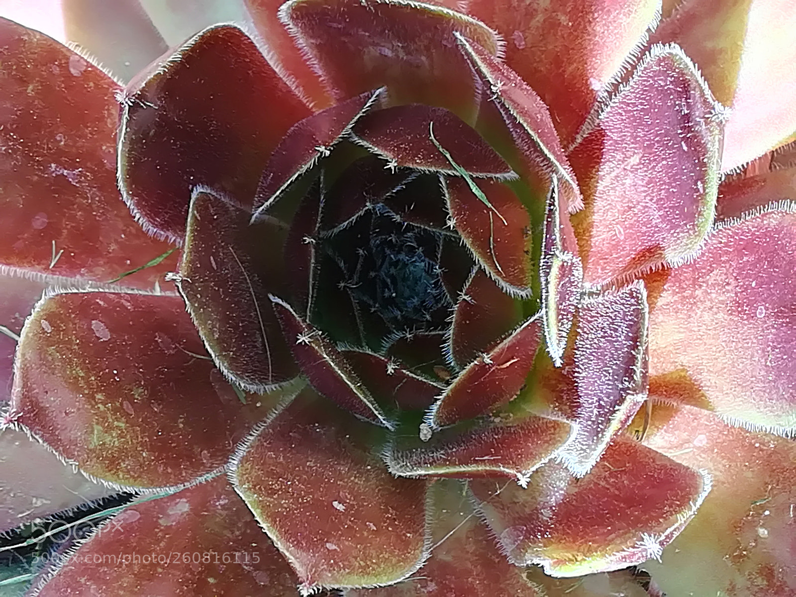HUAWEI P10 lite sample photo. Red houseleek photography