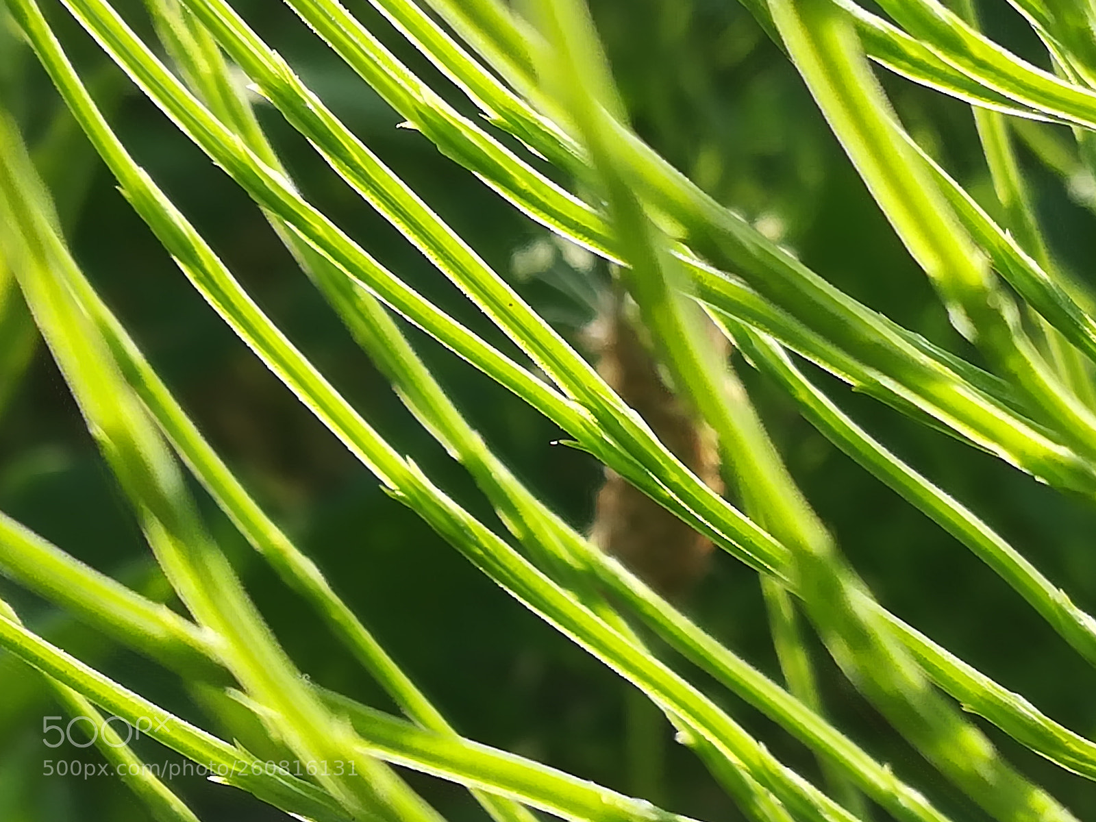 HUAWEI P10 lite sample photo. The color is green photography