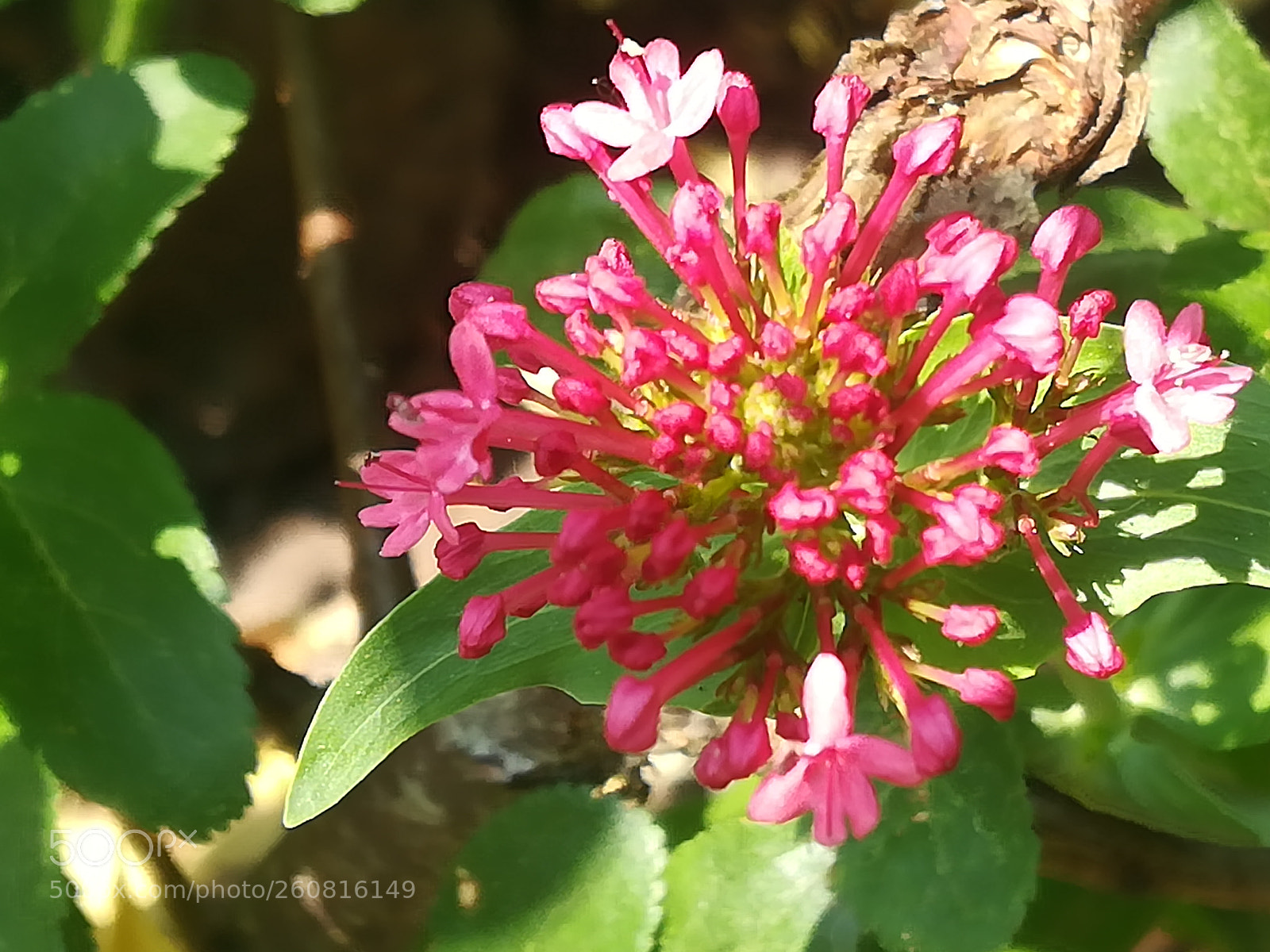 HUAWEI P10 lite sample photo. Yet another red flower photography