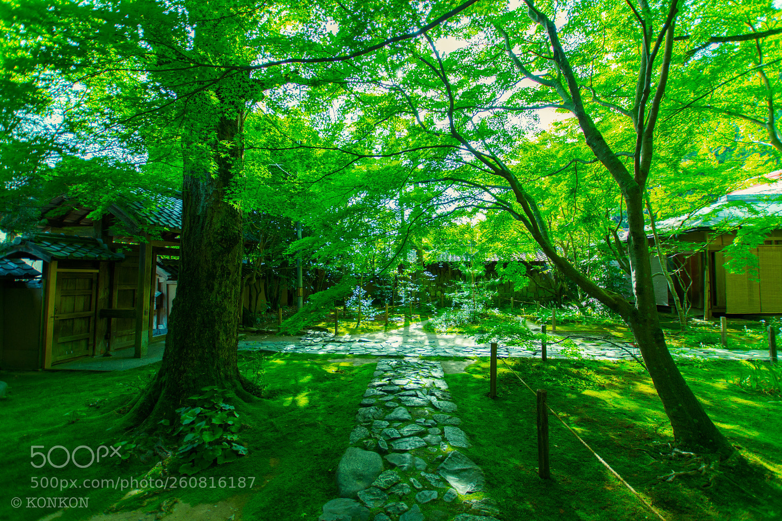 Nikon D7500 sample photo. Green garden  photography
