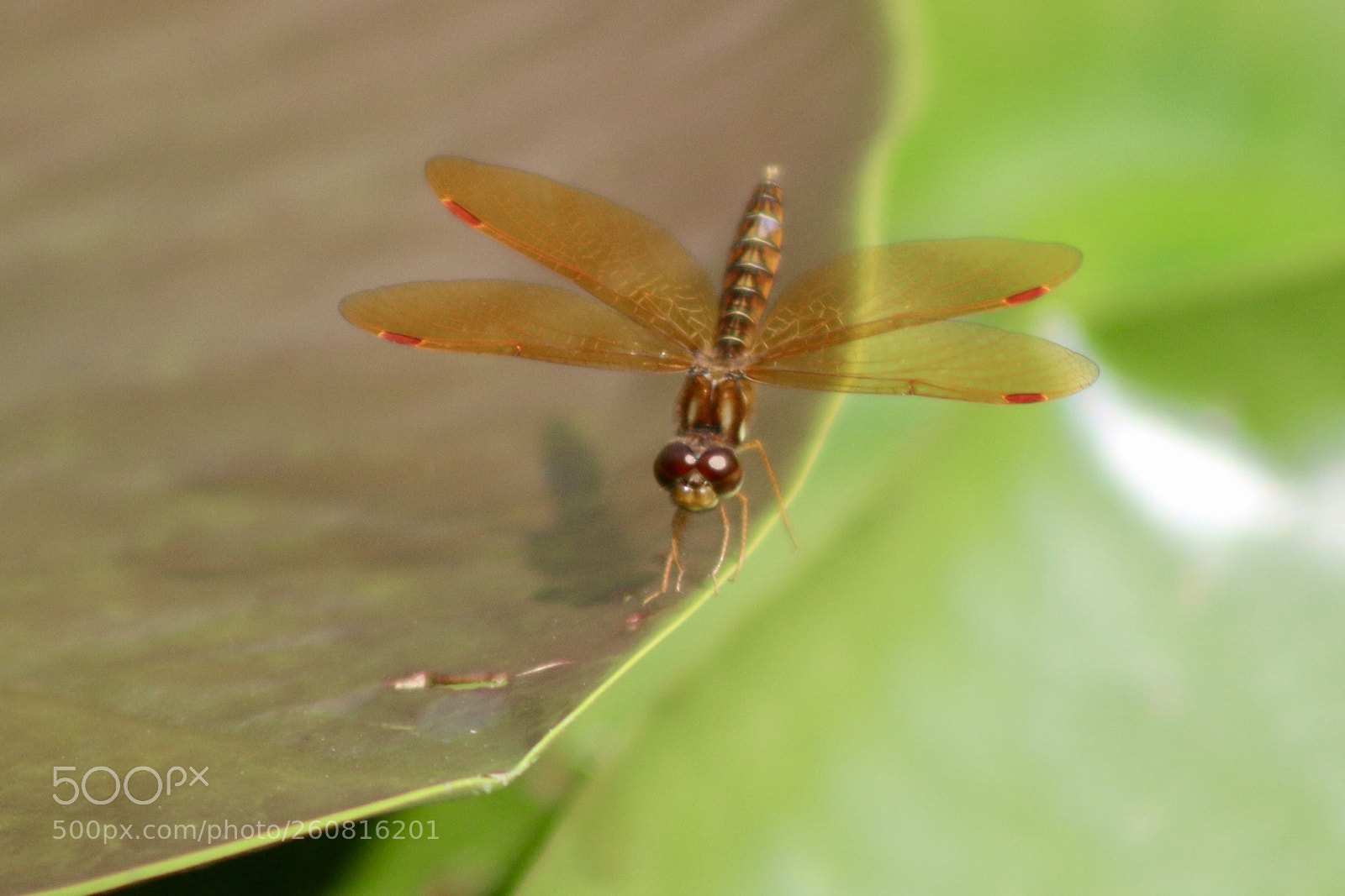 Canon EOS 70D sample photo. Untitled photography