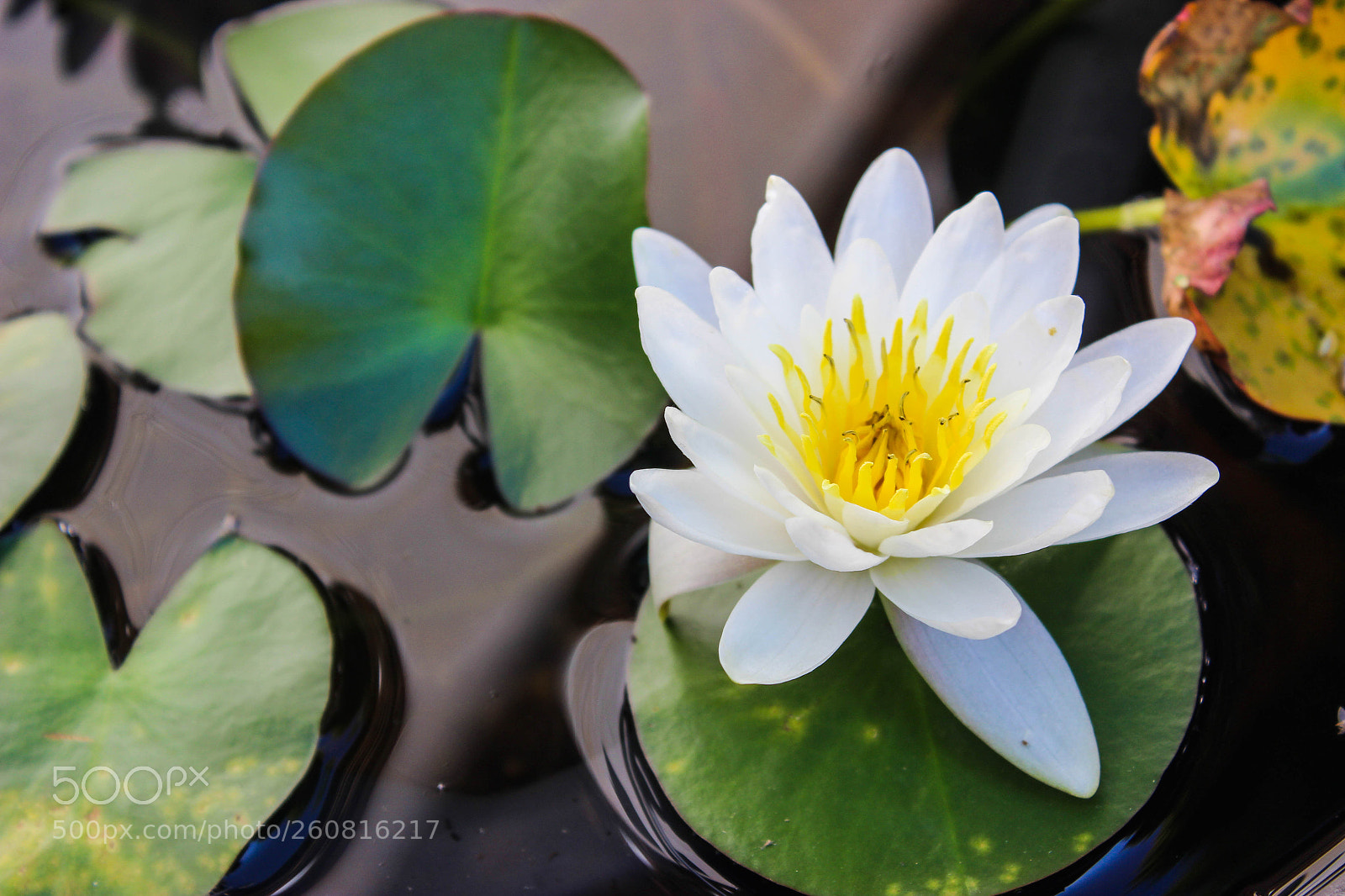 Canon EOS 600D (Rebel EOS T3i / EOS Kiss X5) sample photo. Korean flower photography