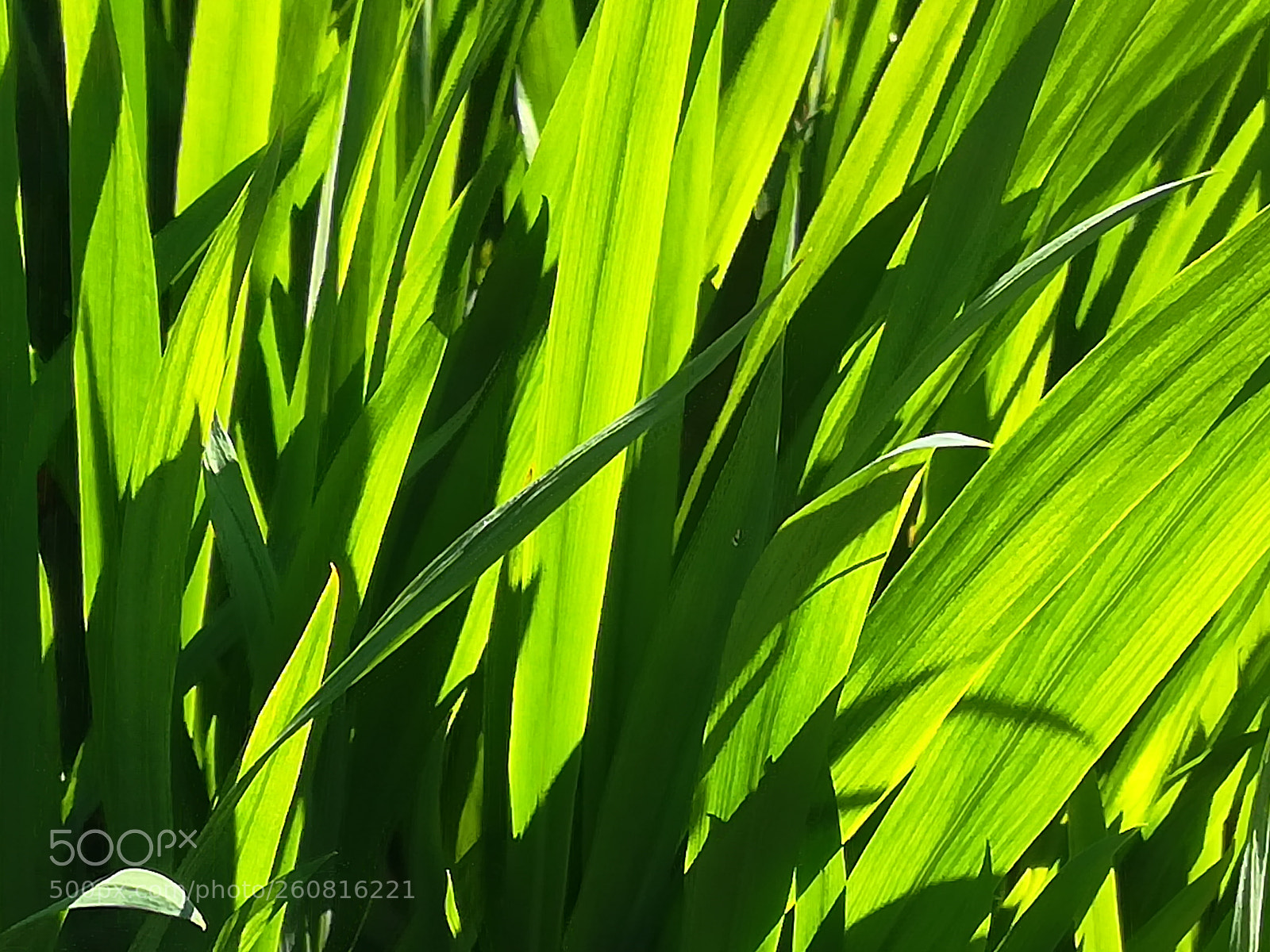 HUAWEI P10 lite sample photo. Could that plant be photography