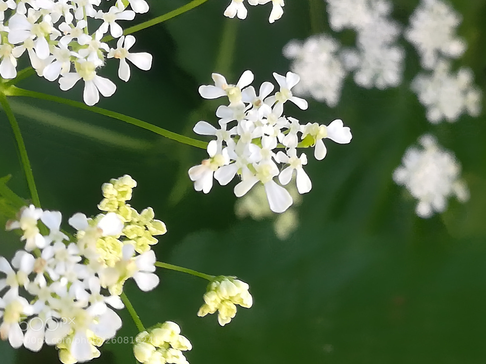 HUAWEI P10 lite sample photo. White flower weed ohhh photography