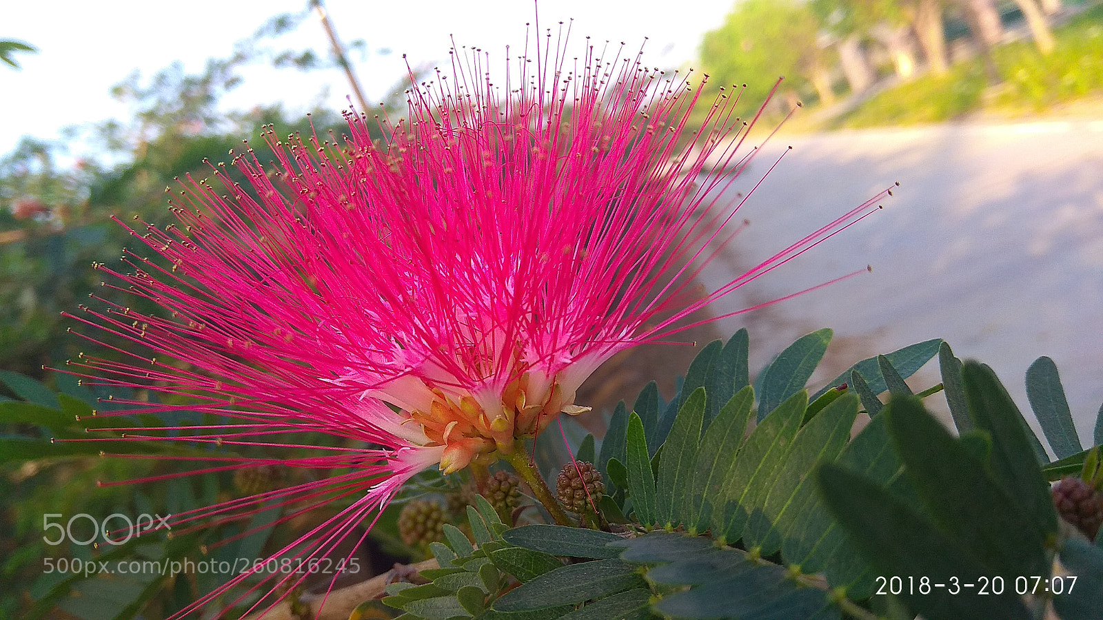 Xiaomi Redmi Note 4 sample photo. Img_20180320_070756.jpg photography