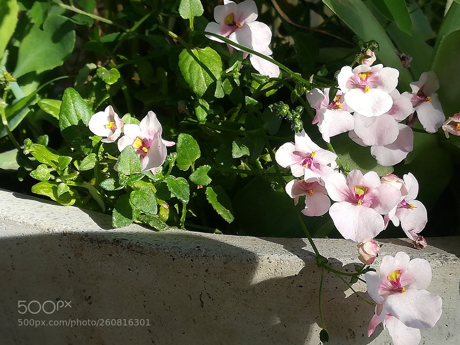 HUAWEI P10 lite sample photo. Small pink flowers bursting photography