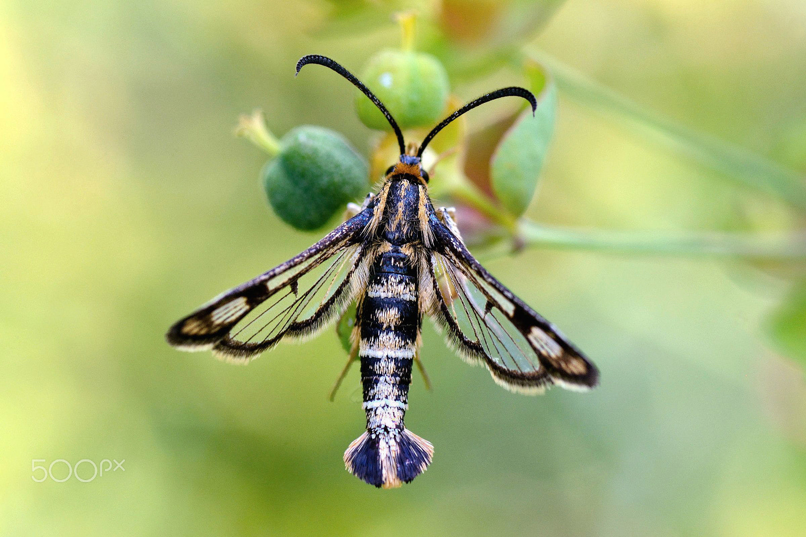 Nikon D7100 sample photo. Chamaesphecia empiformis photography