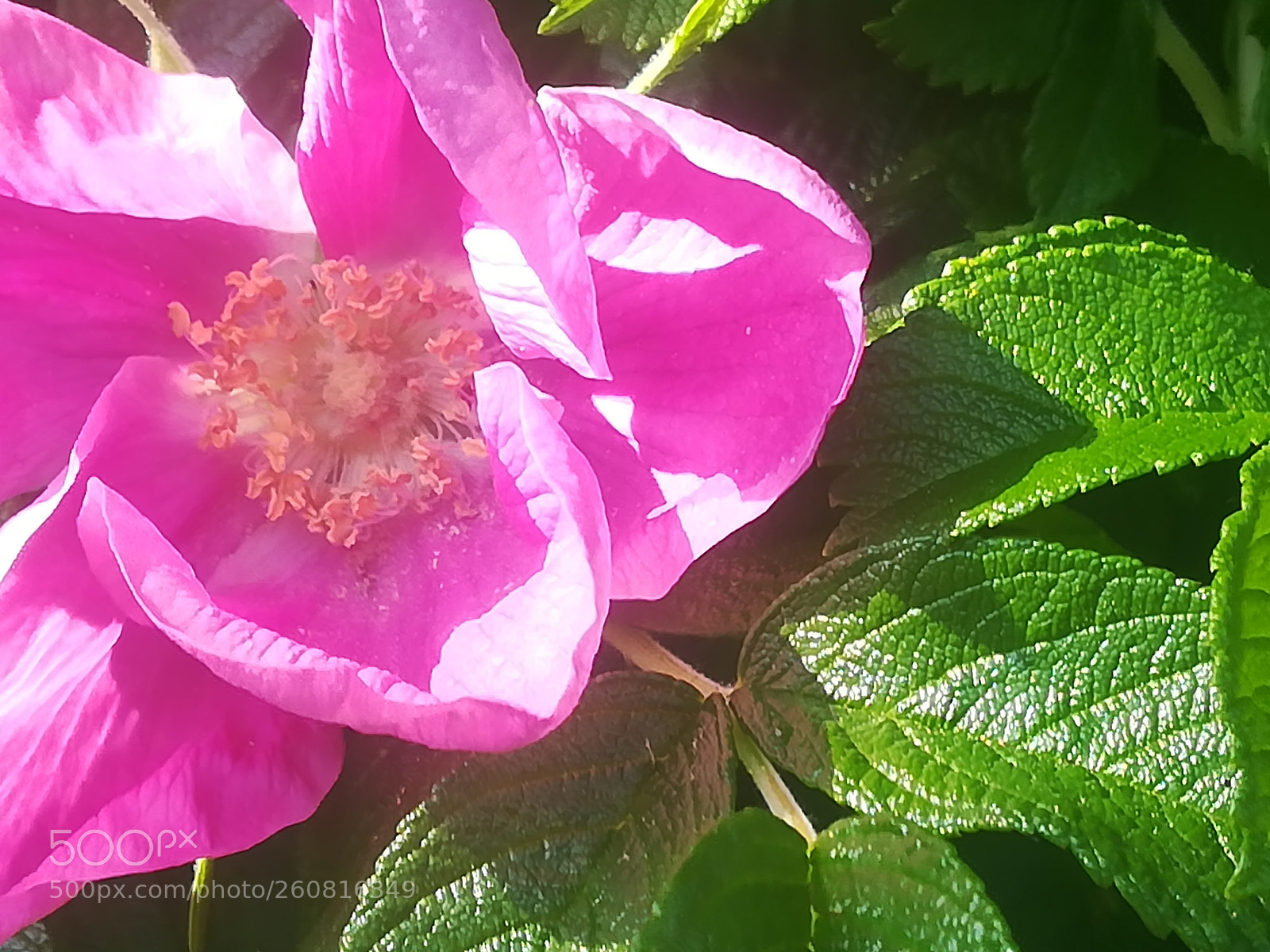 HUAWEI P10 lite sample photo. Pink rosechips photography