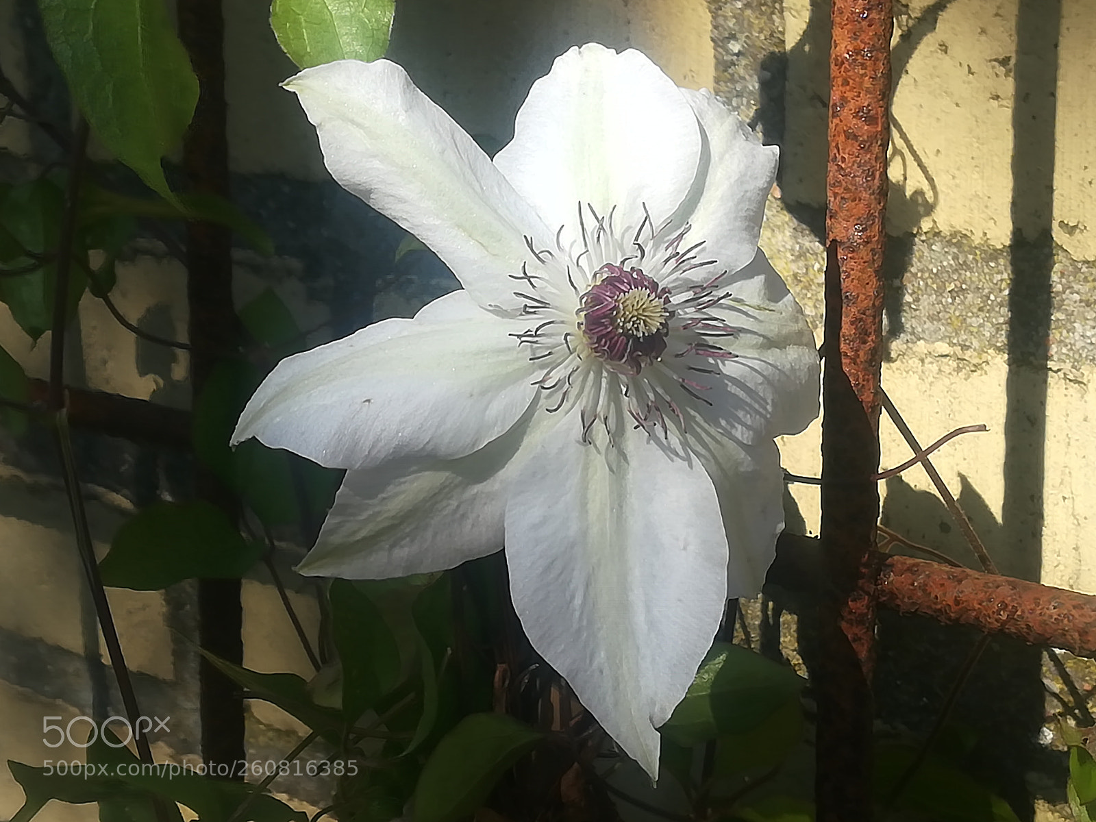 HUAWEI P10 lite sample photo. Clematis miss bateman what photography