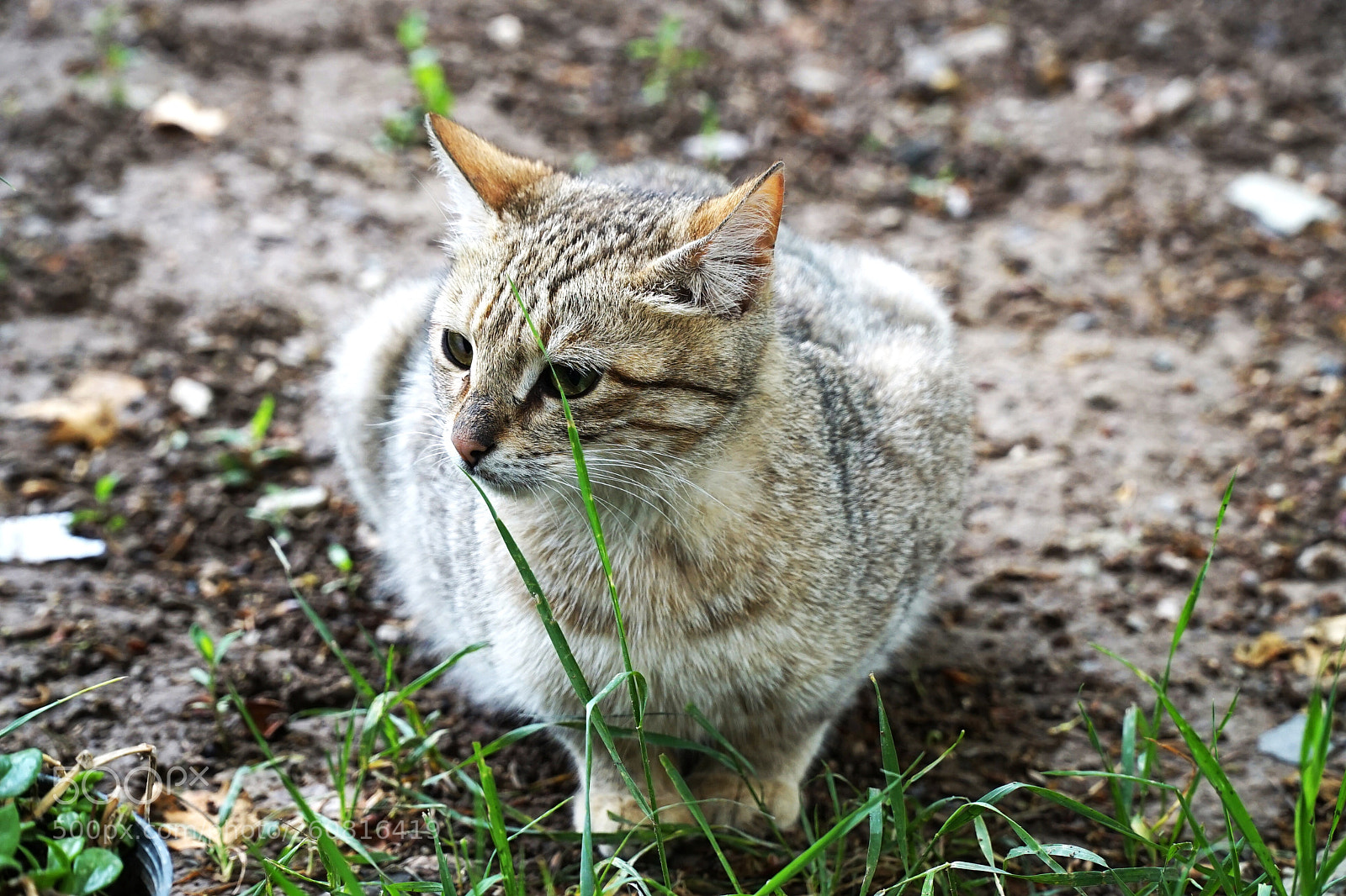 Sony a7 II sample photo. The cat! photography