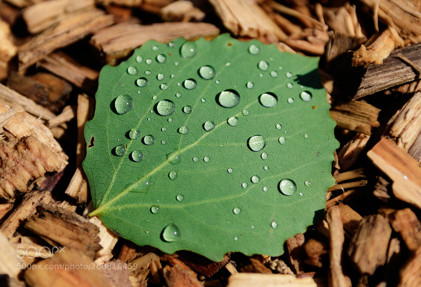 Canon EOS 750D (EOS Rebel T6i / EOS Kiss X8i) sample photo. Morning rain photography