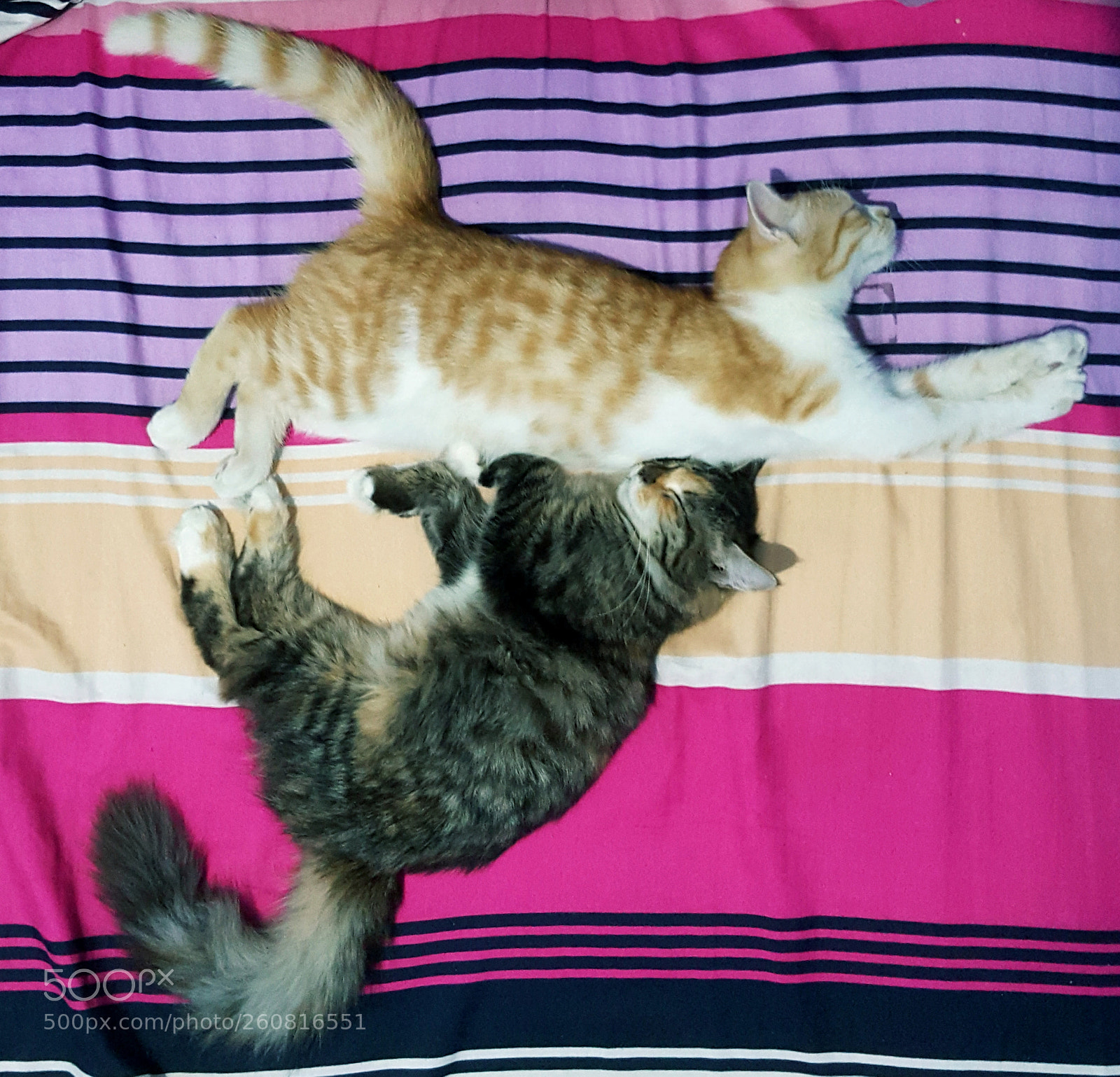 Samsung Galaxy Note5 sample photo. Sleeping dance photography