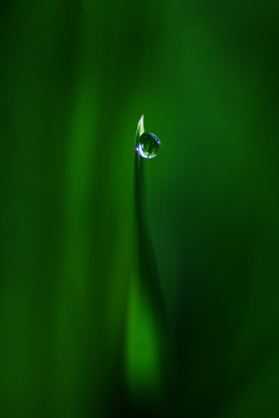Tamron SP AF 90mm F2.8 Di Macro sample photo. A drop photography