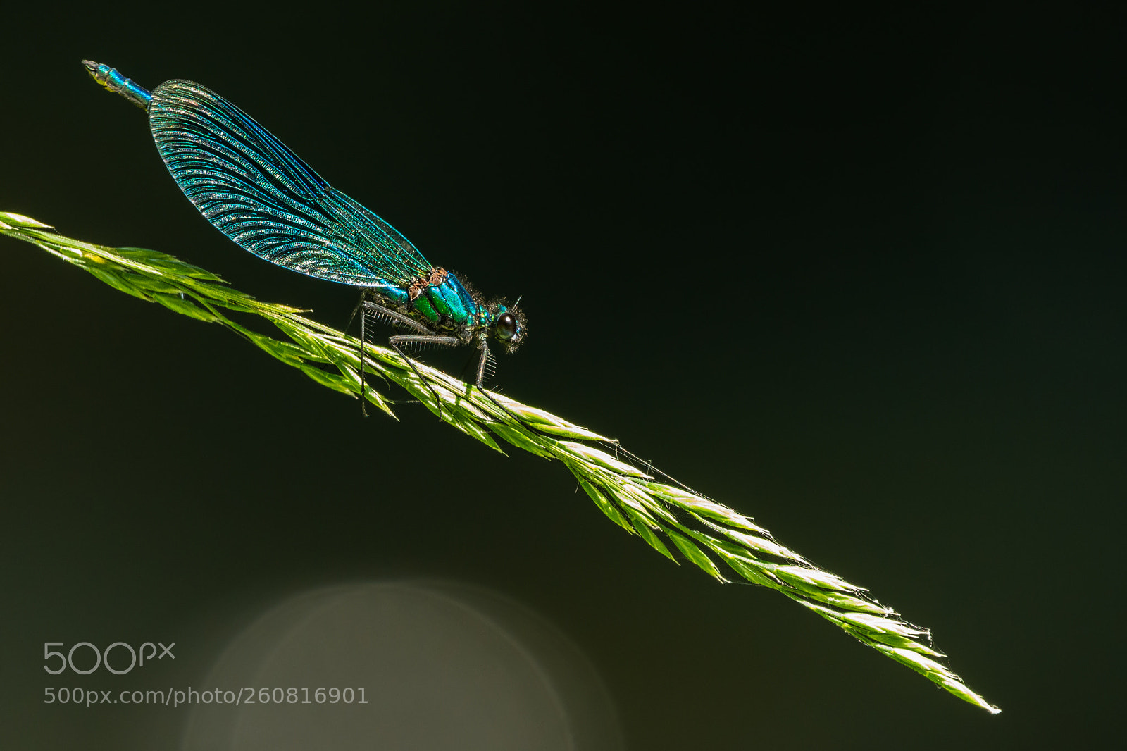 Nikon D7200 sample photo. Banded demoiselle photography
