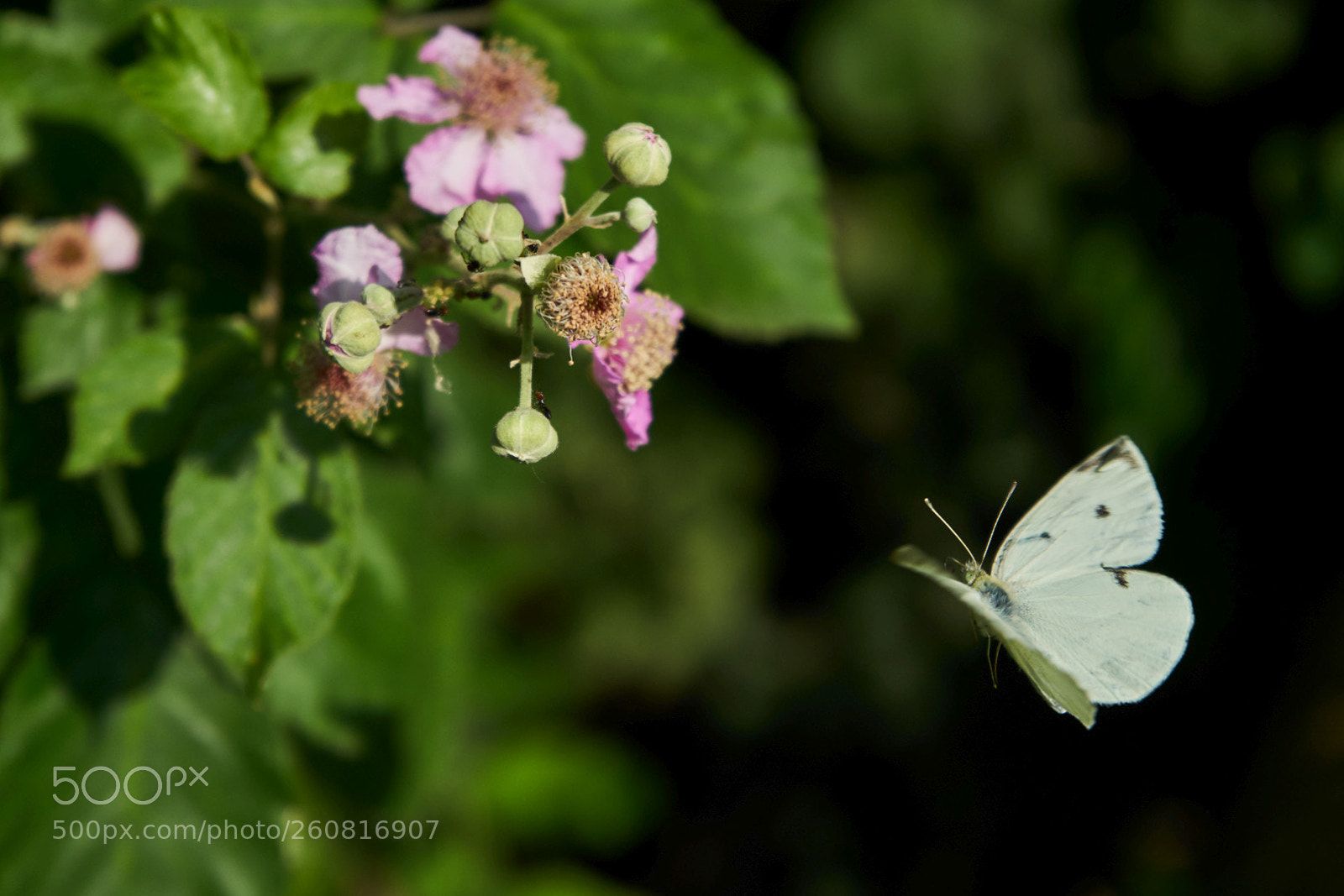 Sony a7 II sample photo. Butter-fly photography