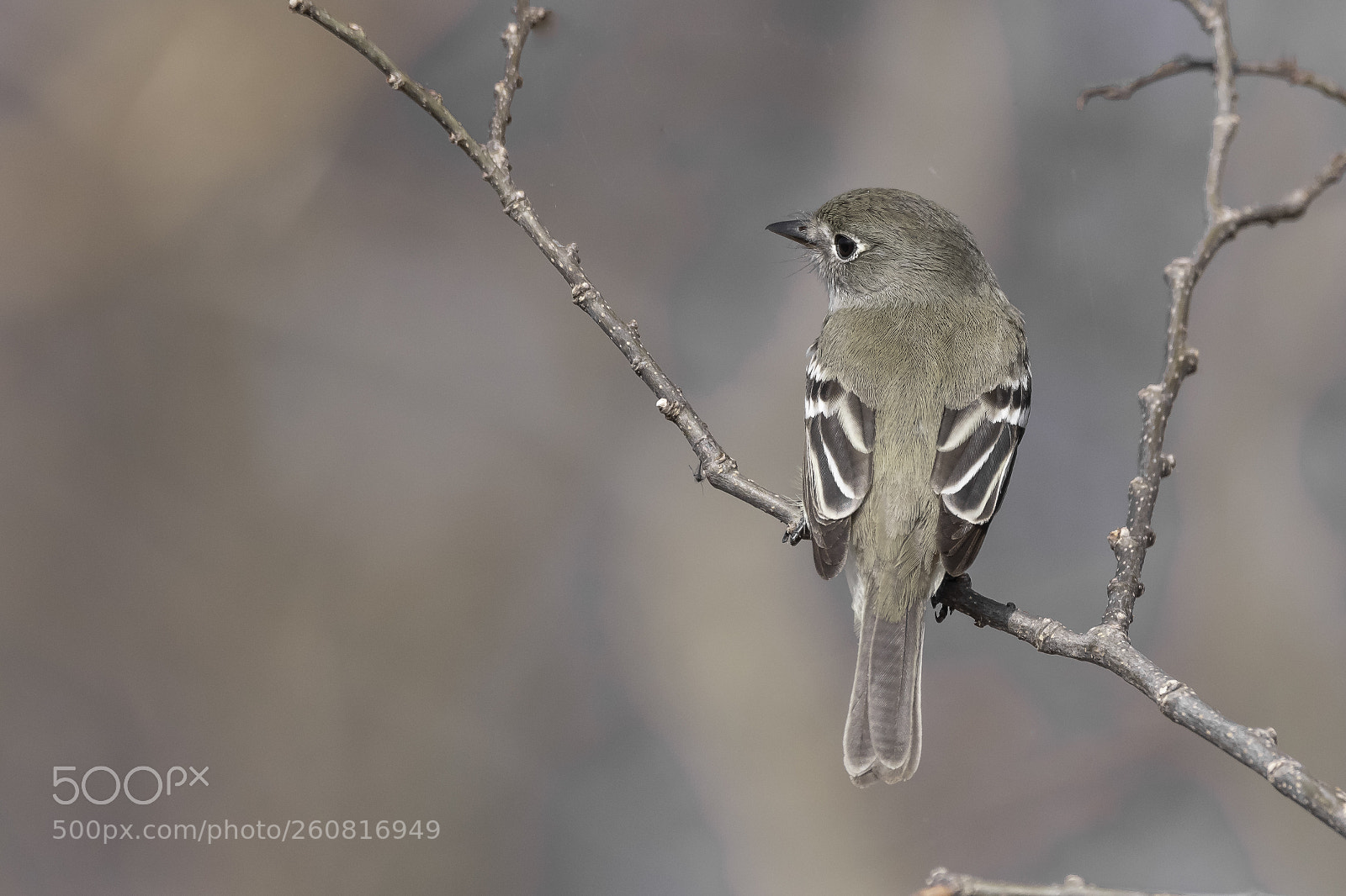 Canon EOS 5DS sample photo. Least flycatcher photography