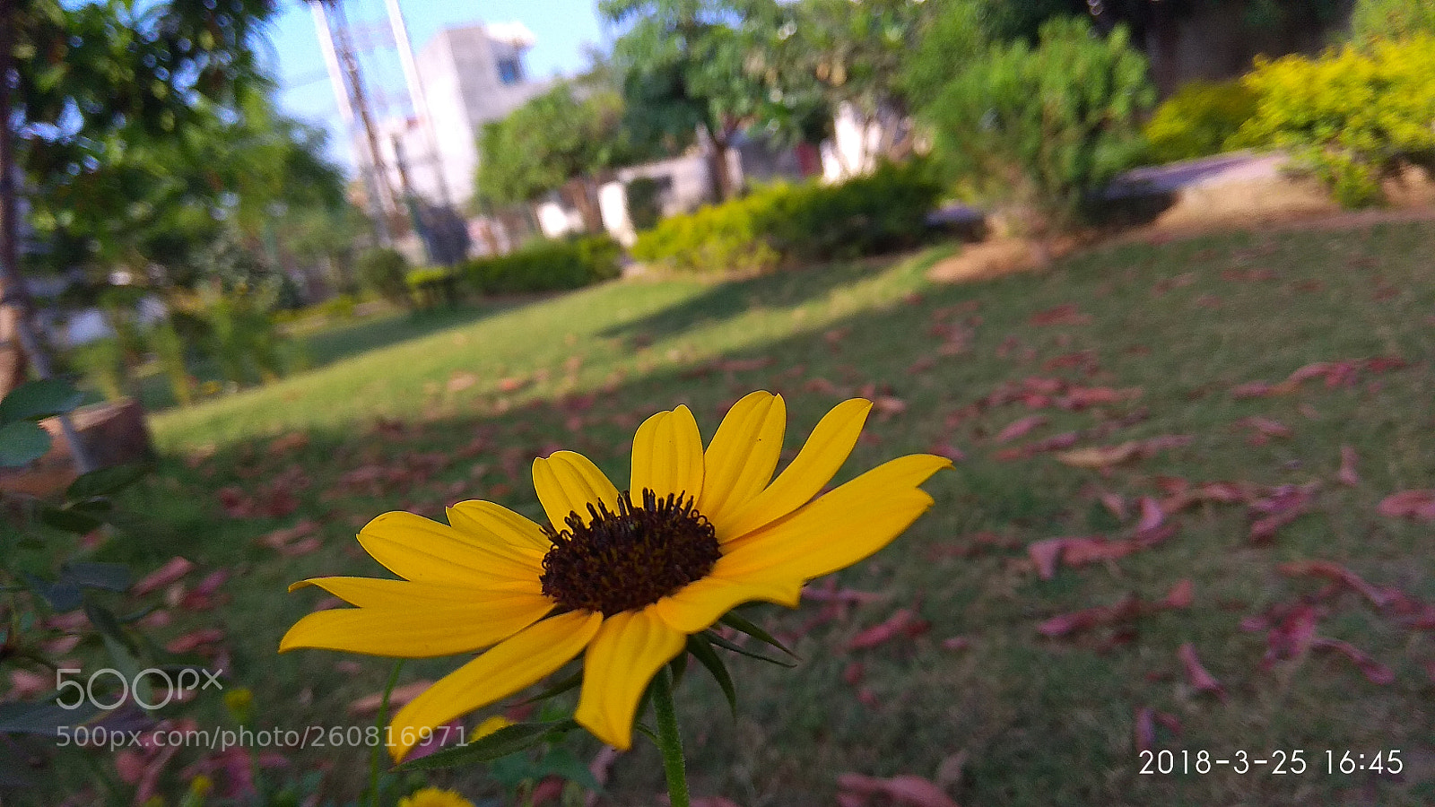 Xiaomi Redmi Note 4 sample photo. Img_20180325_164540.jpg photography
