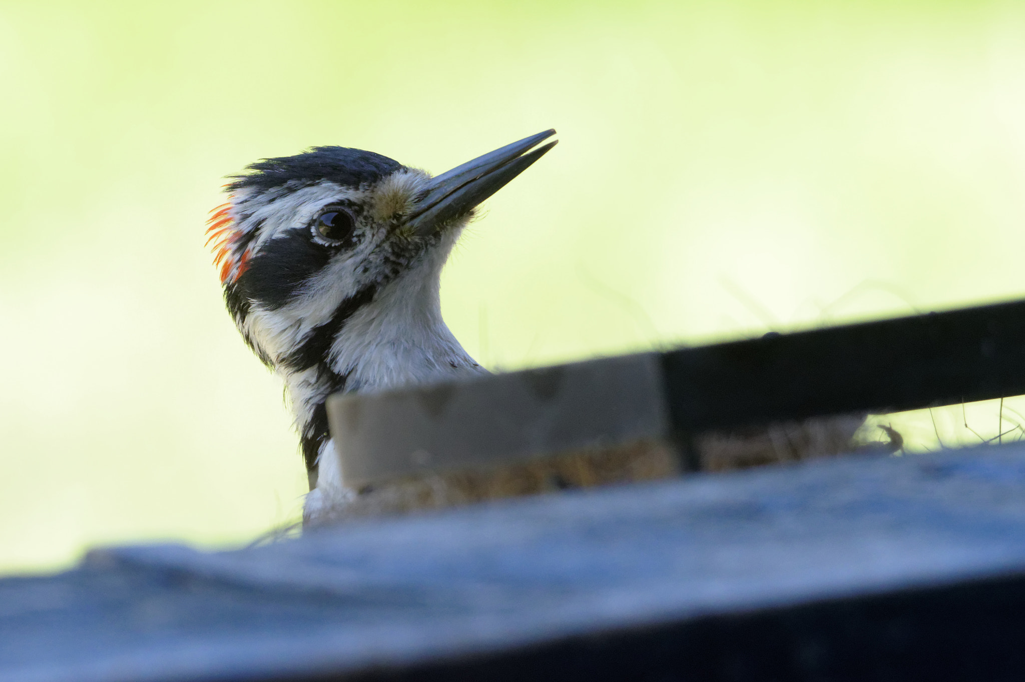 Pentax KP + Sigma 120-400mm F4.5-5.6 DG OS HSM sample photo. Peek a boo photography