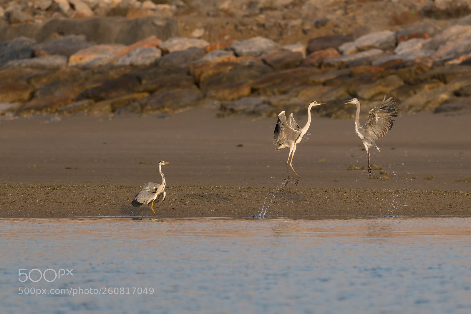 Sony a7R II sample photo. Heron fightclub photography