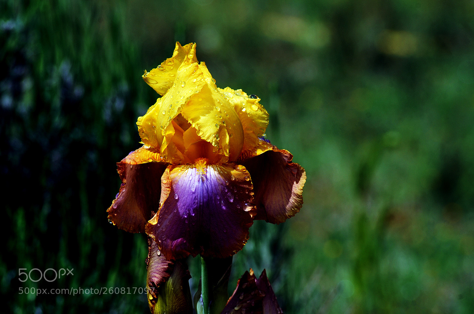 Nikon D700 sample photo. Iris photography
