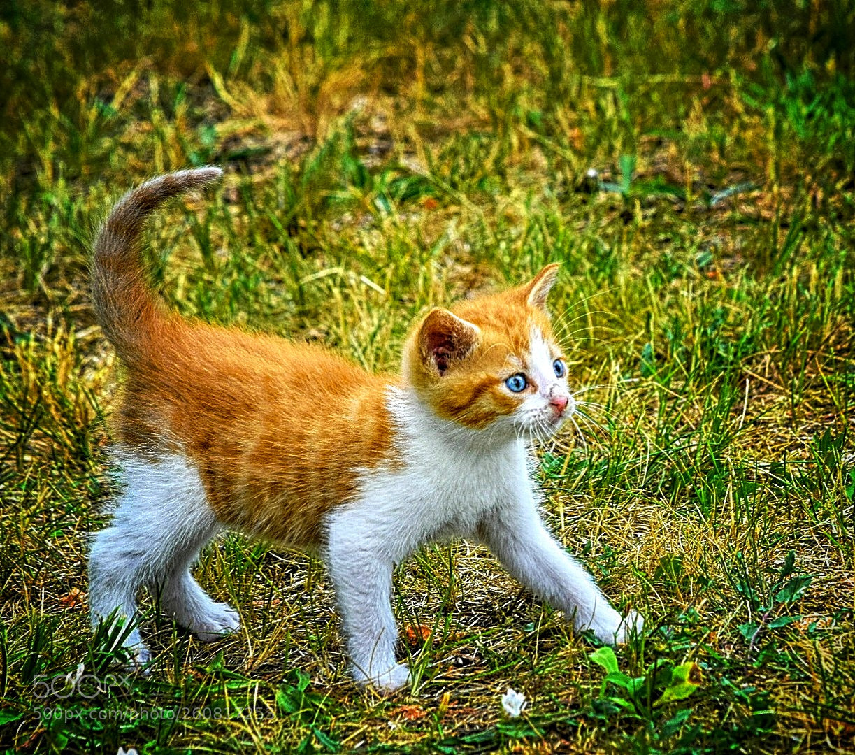 Nikon D5300 sample photo. Im garten! photography