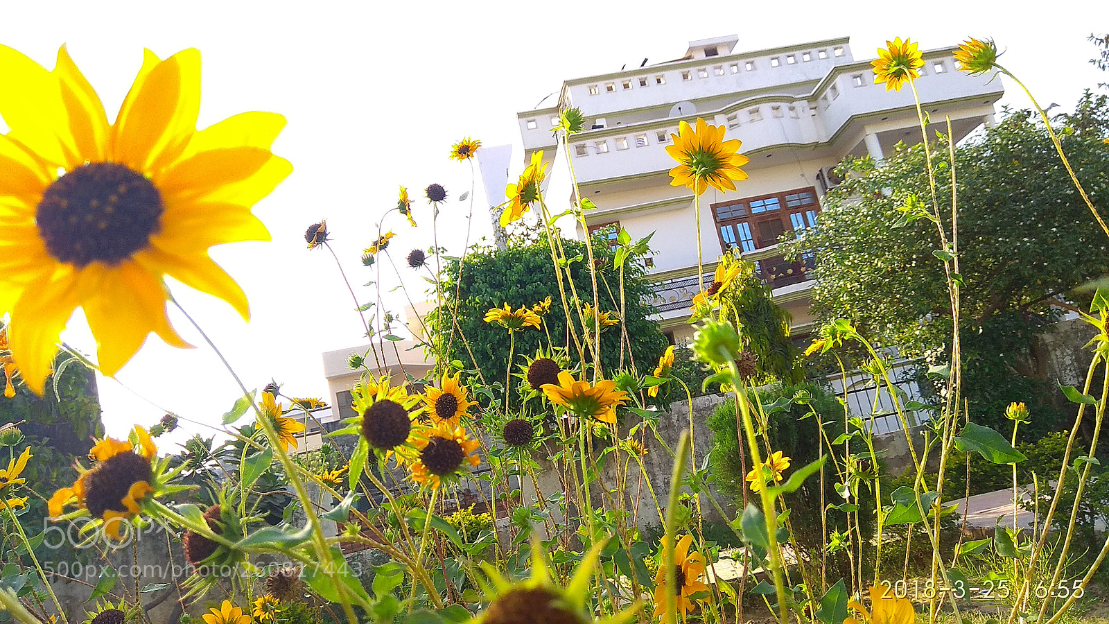 Xiaomi Redmi Note 4 sample photo. Img_20180325_165533.jpg photography