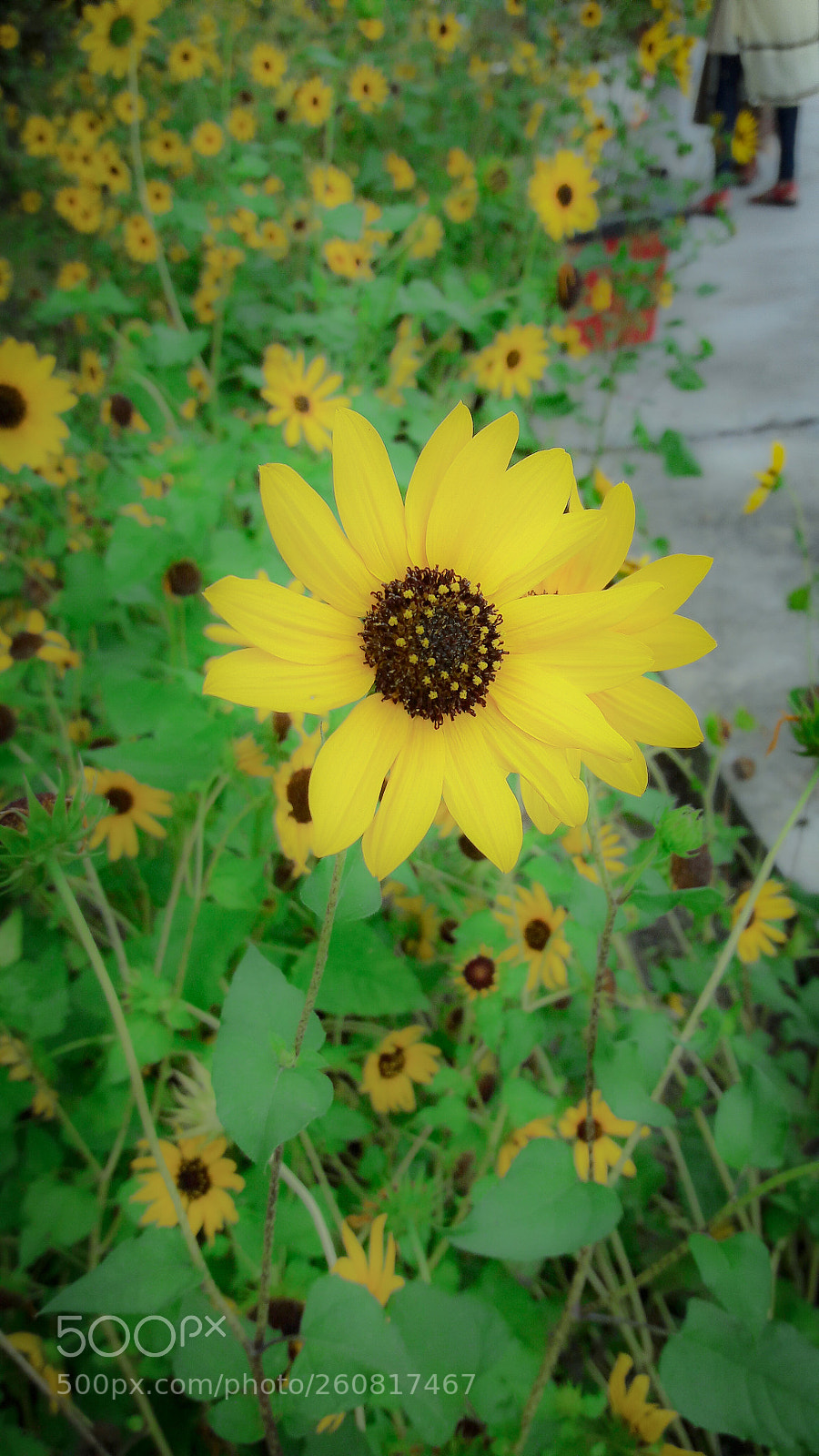 Samsung Galaxy J7 sample photo. Untitled photography