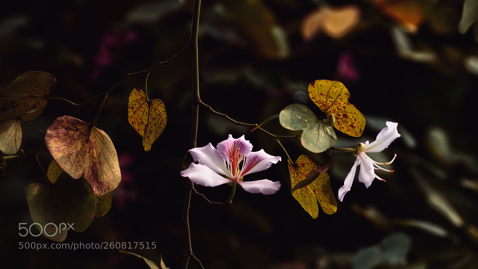 Nikon D7100 sample photo. Untitled photography
