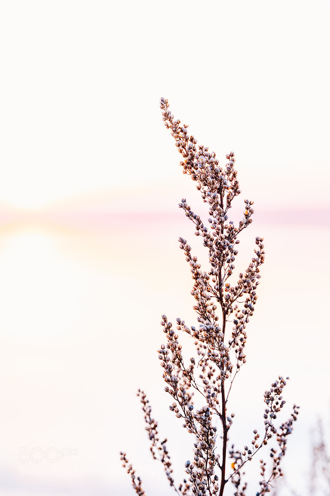 Canon EOS 5D Mark IV sample photo. Simple things photography