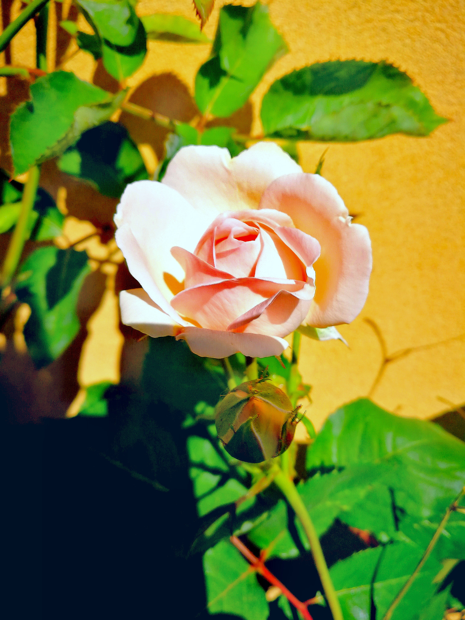 HUAWEI Mate 9 Pro sample photo