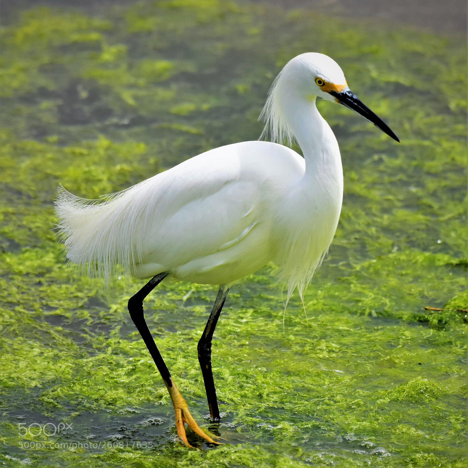 Nikon D7200 sample photo. Egret looking angelic. photography