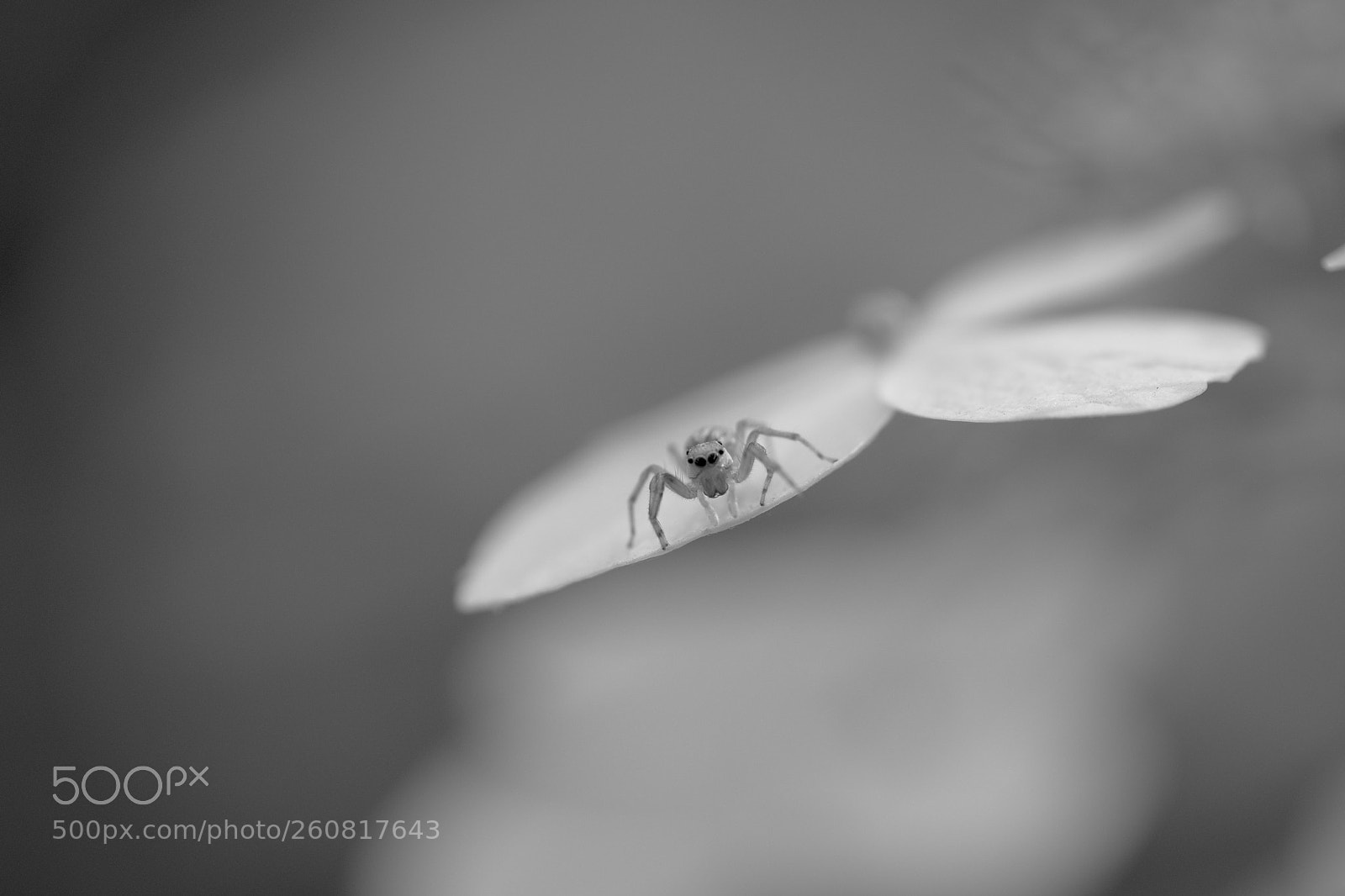 Fujifilm X-Pro2 sample photo. Spider photography