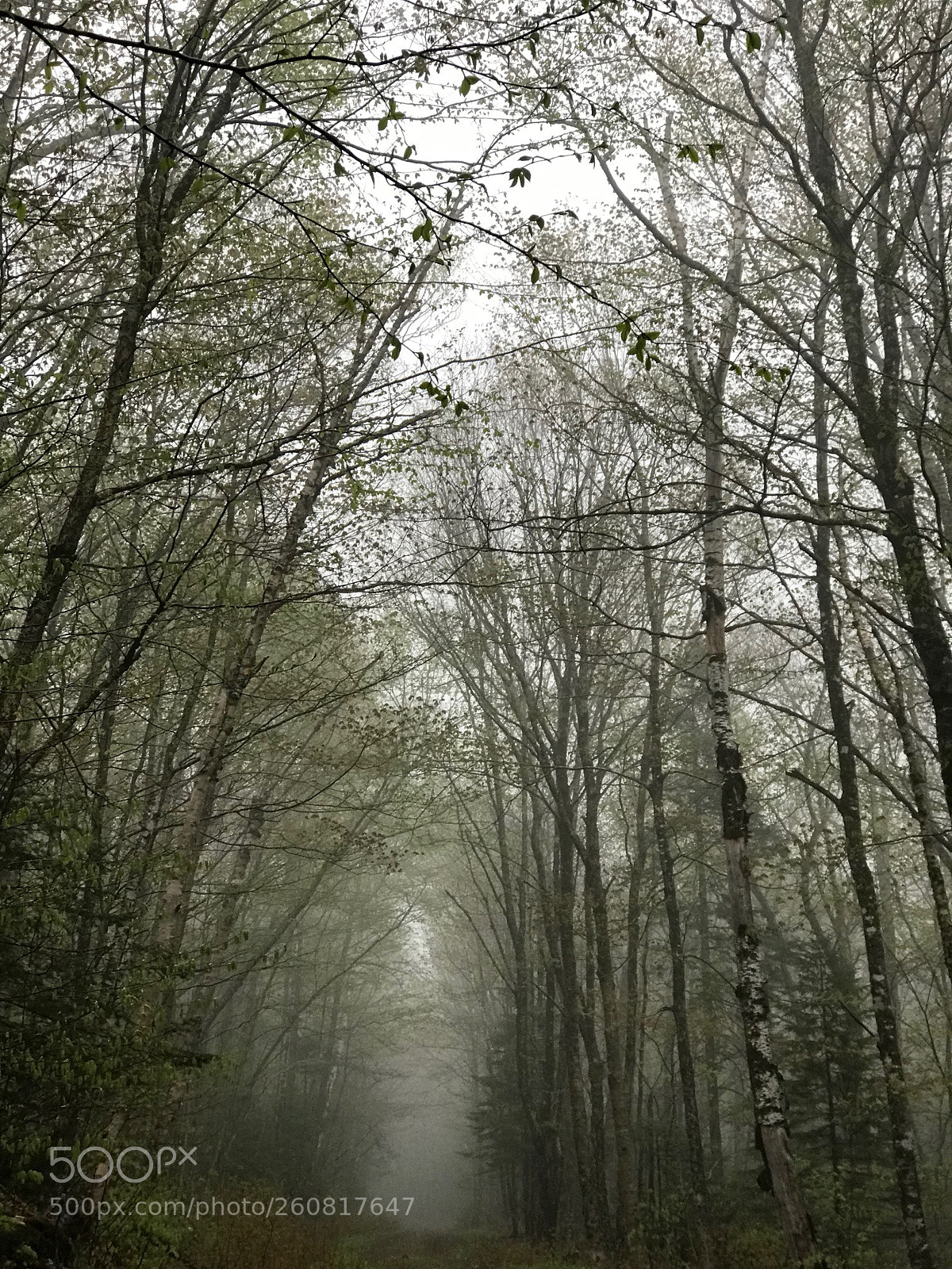 Apple iPhone 7 Plus sample photo. Enter the fog photography