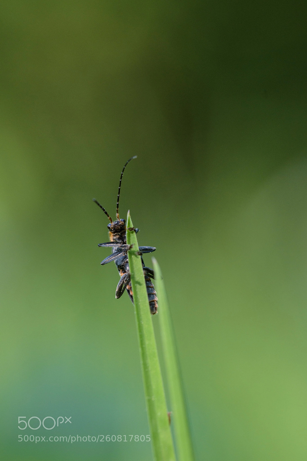 Nikon D5500 sample photo. Get uppa get on photography