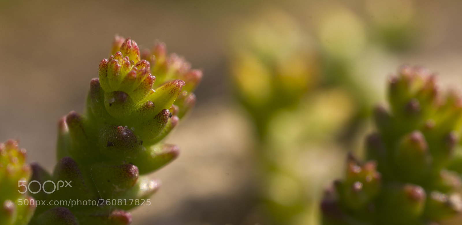 Pentax K-x sample photo. Miniaturkaktus photography