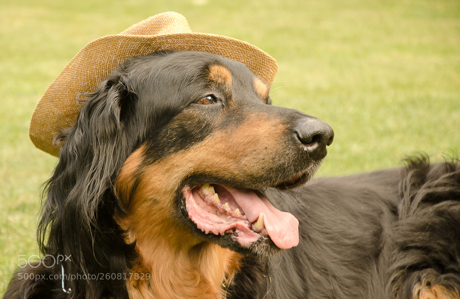Nikon D7000 sample photo. Gentle-dog photography