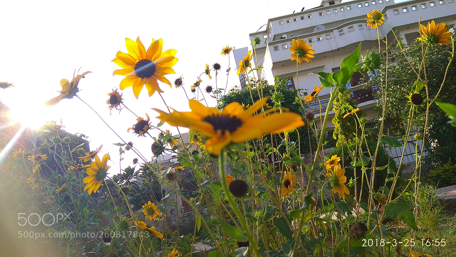 Xiaomi Redmi Note 4 sample photo. Img_20180325_165504.jpg photography