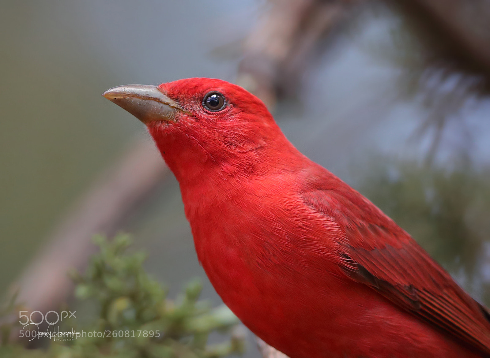 Canon EOS-1D X Mark II sample photo. Summer tanager (male) photography