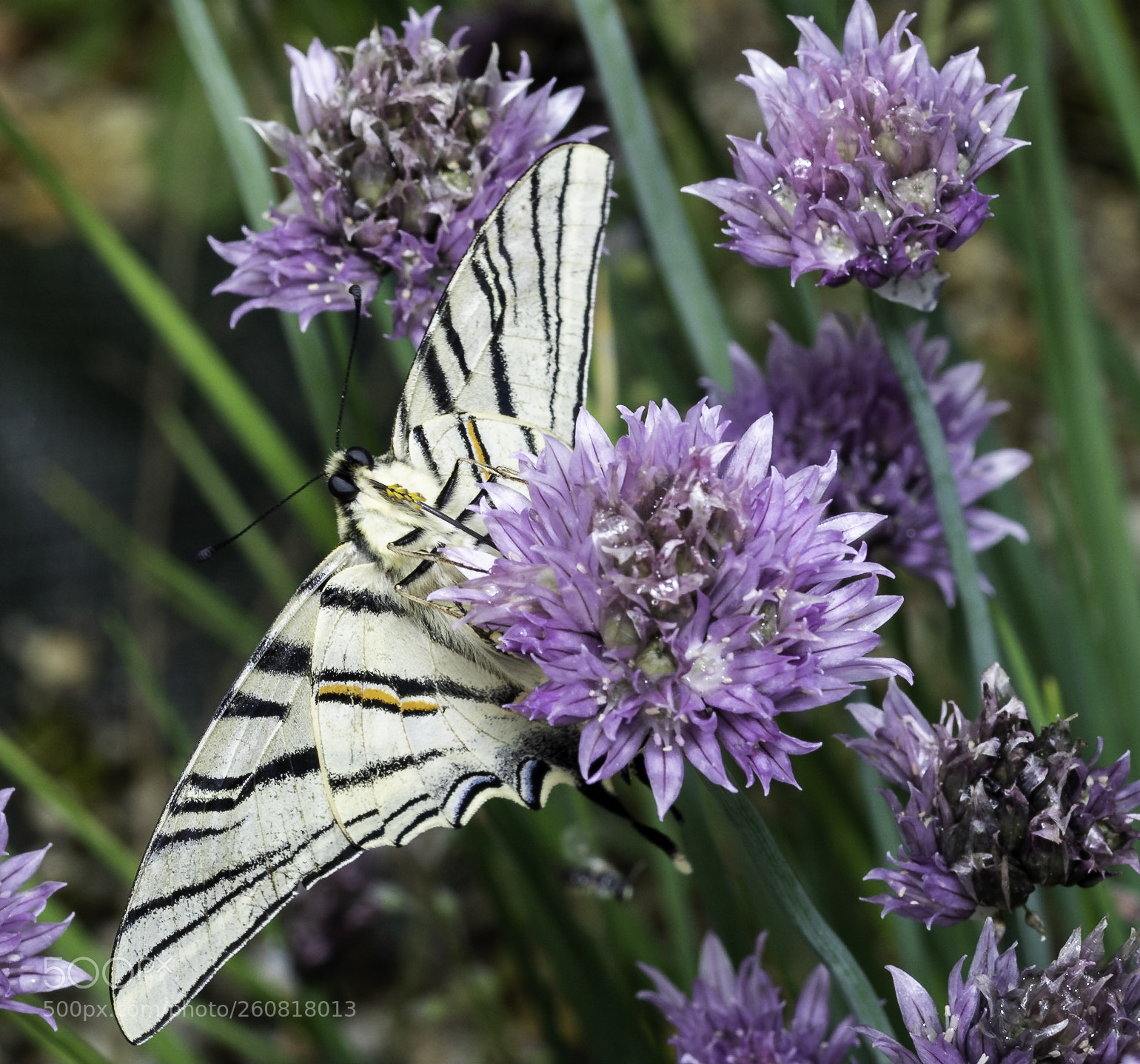 Nikon D500 sample photo. Butterfly photography
