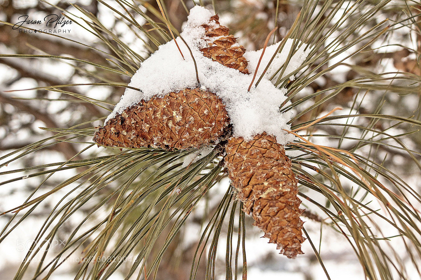 Canon EOS 1300D (EOS Rebel T6 / EOS Kiss X80) sample photo. Pine cones photography