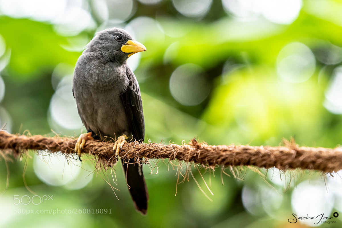 Nikon D750 sample photo. Cologne zoo photography