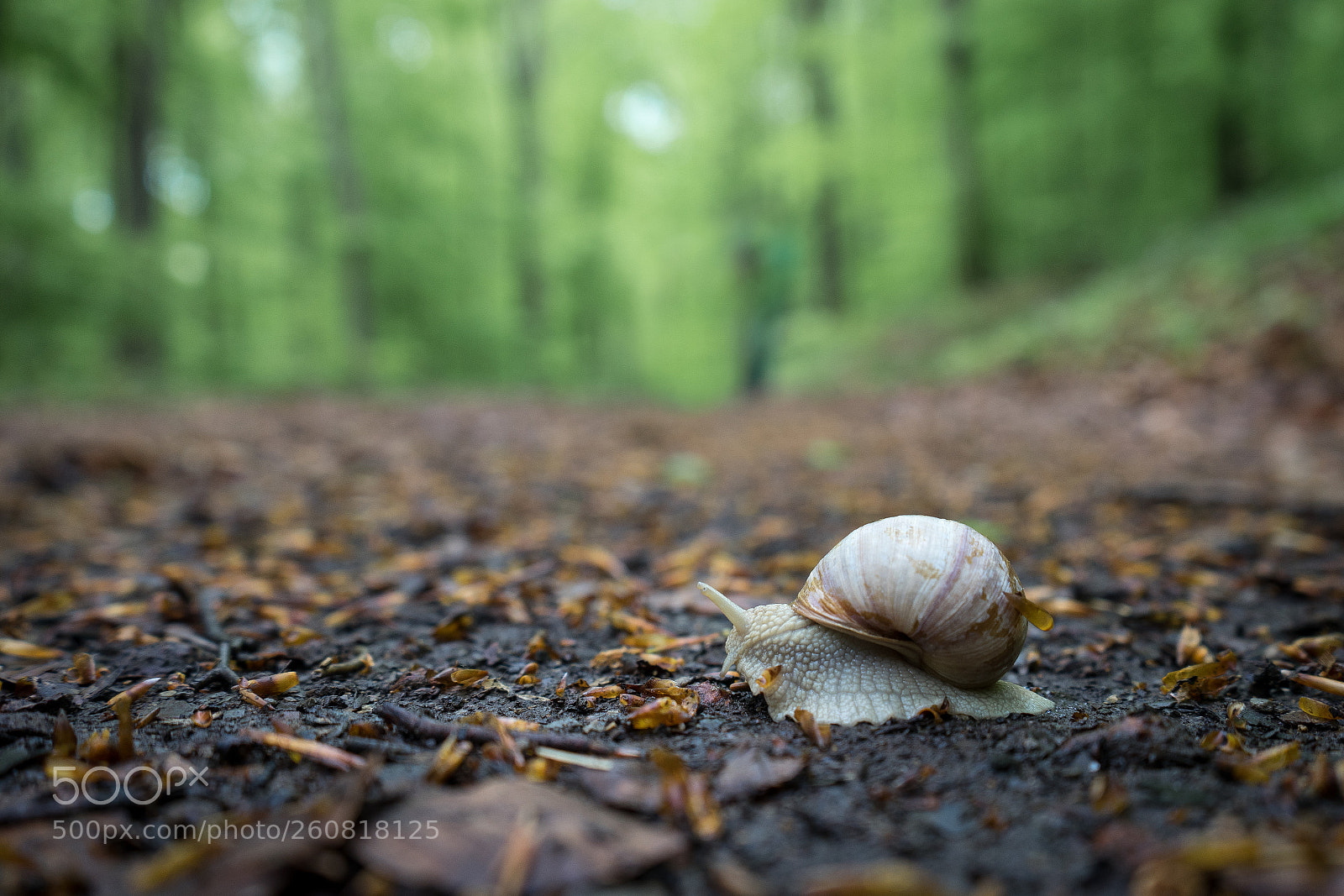 Sony a7 sample photo. Snail trail photography