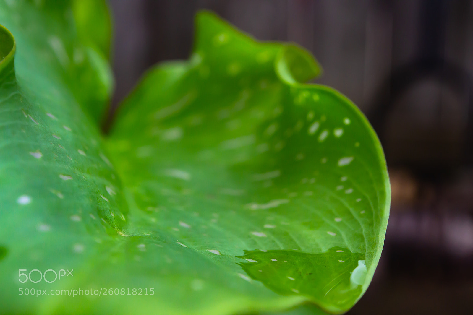 Nikon D3100 sample photo. Shallow depth of field photography
