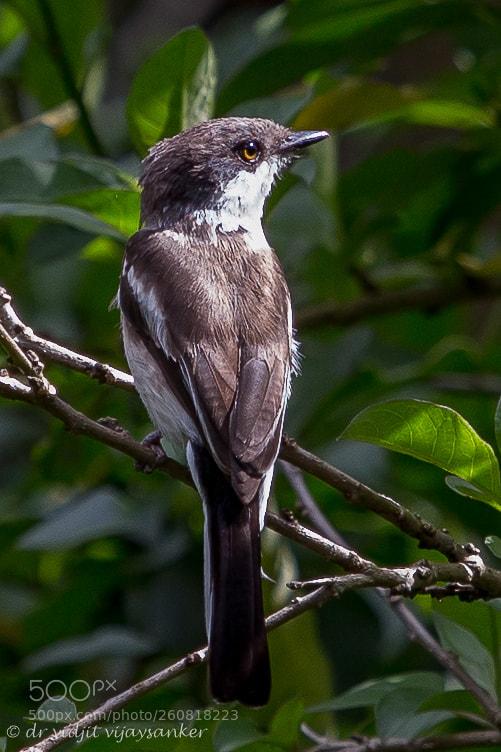Canon EOS 6D sample photo. Bar-winged flycatcher-shrike (hemipus picatus) photography