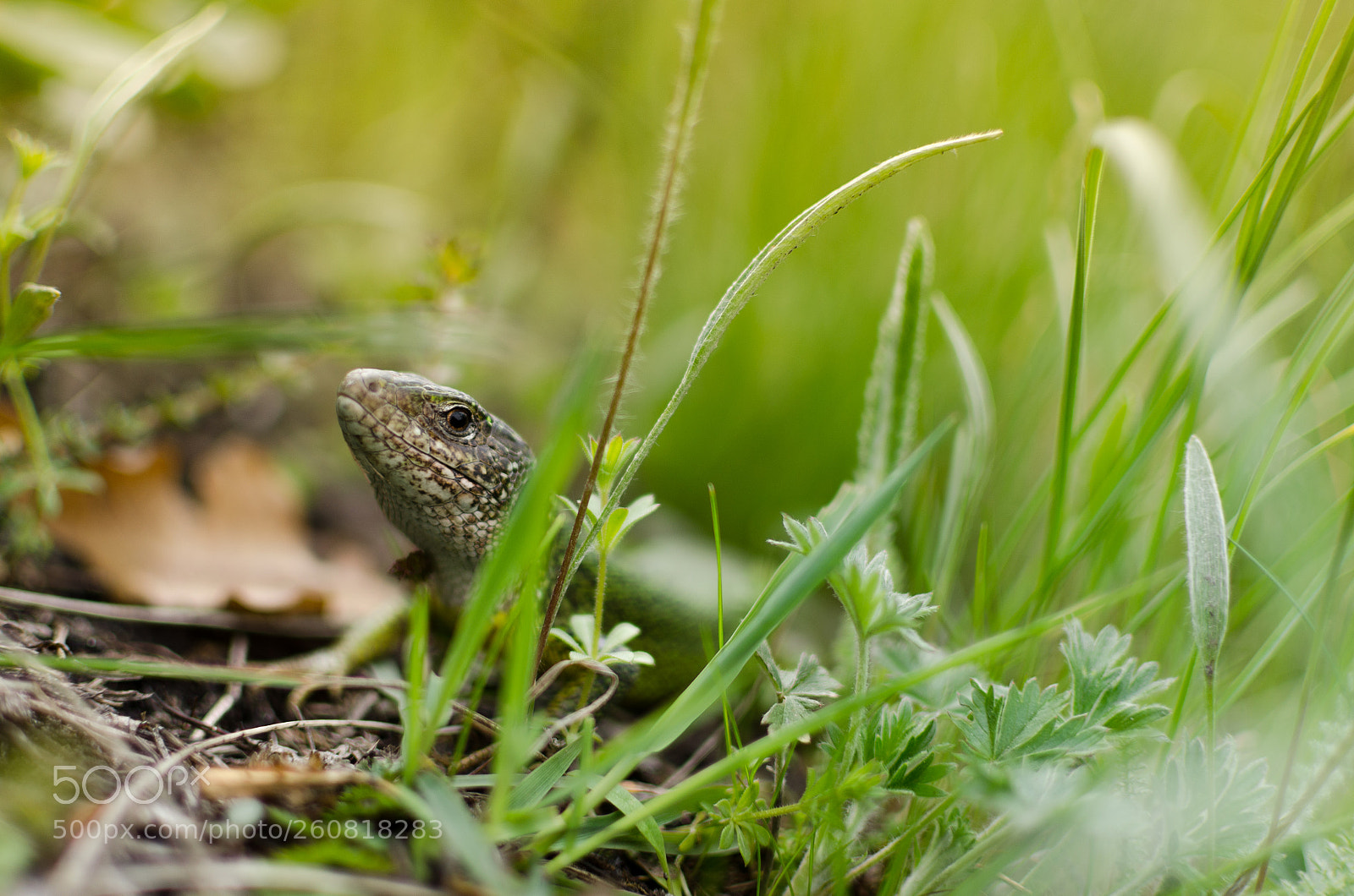Nikon D7000 sample photo. Lizard potrait photography