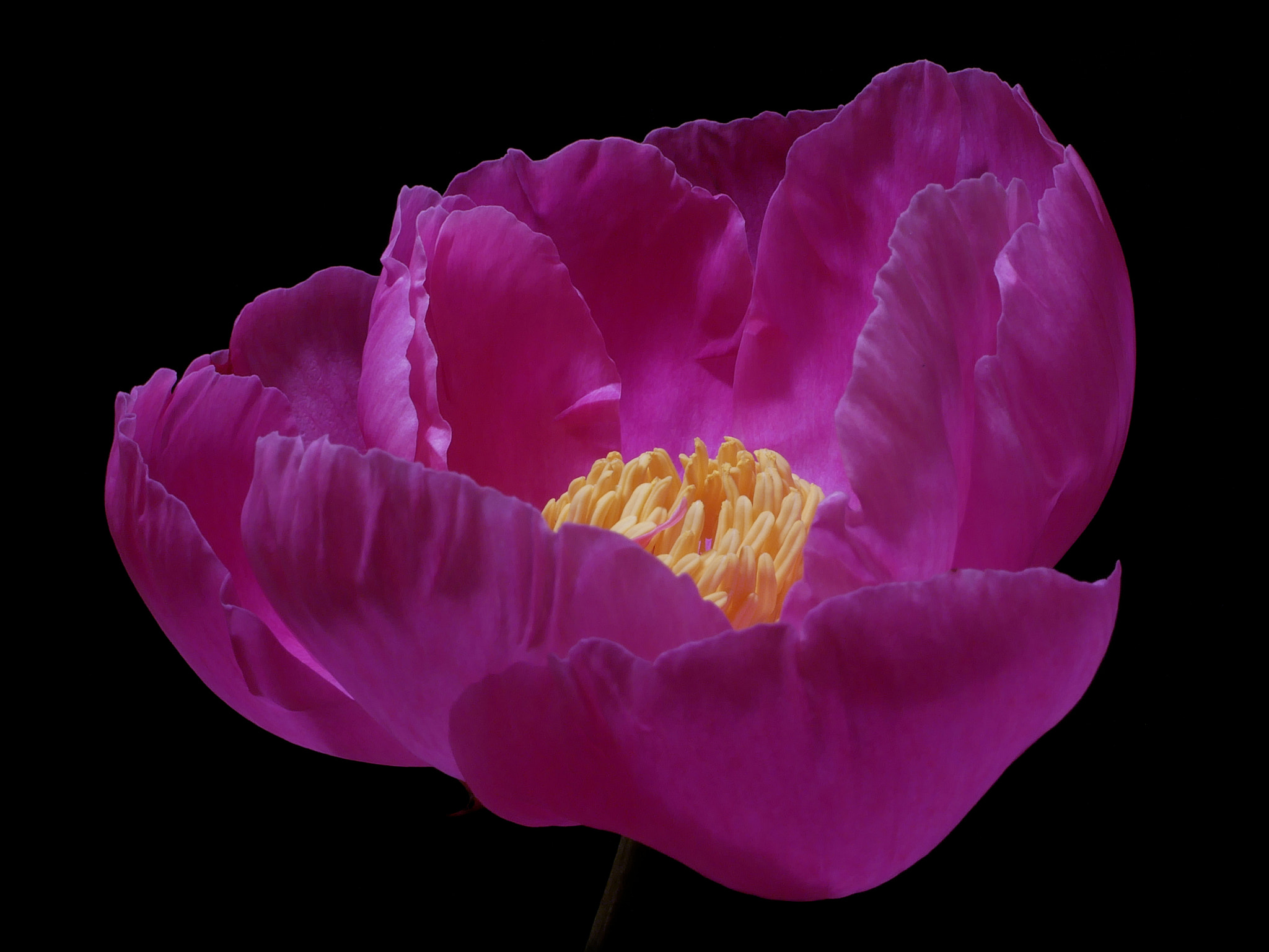 Panasonic DMC-G81 sample photo. Purple satin ... photography